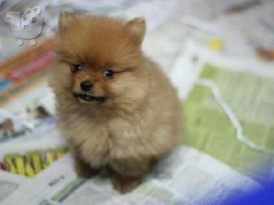 PoulaTo: POMERANIAN